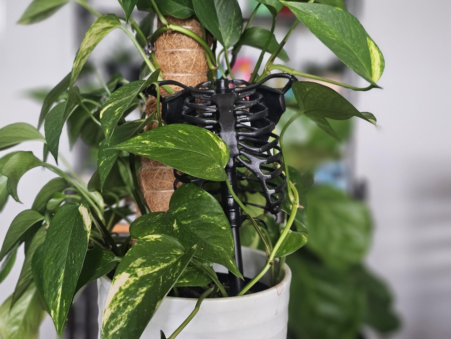 Skeleton Plant Trellis
