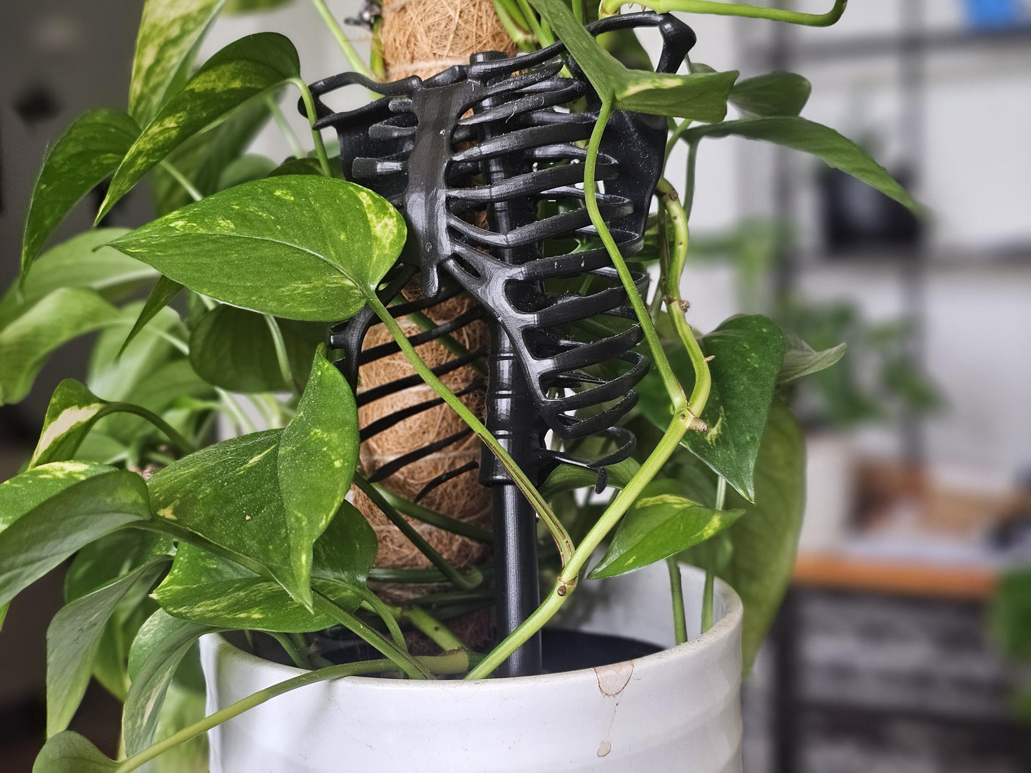 Skeleton Plant Trellis