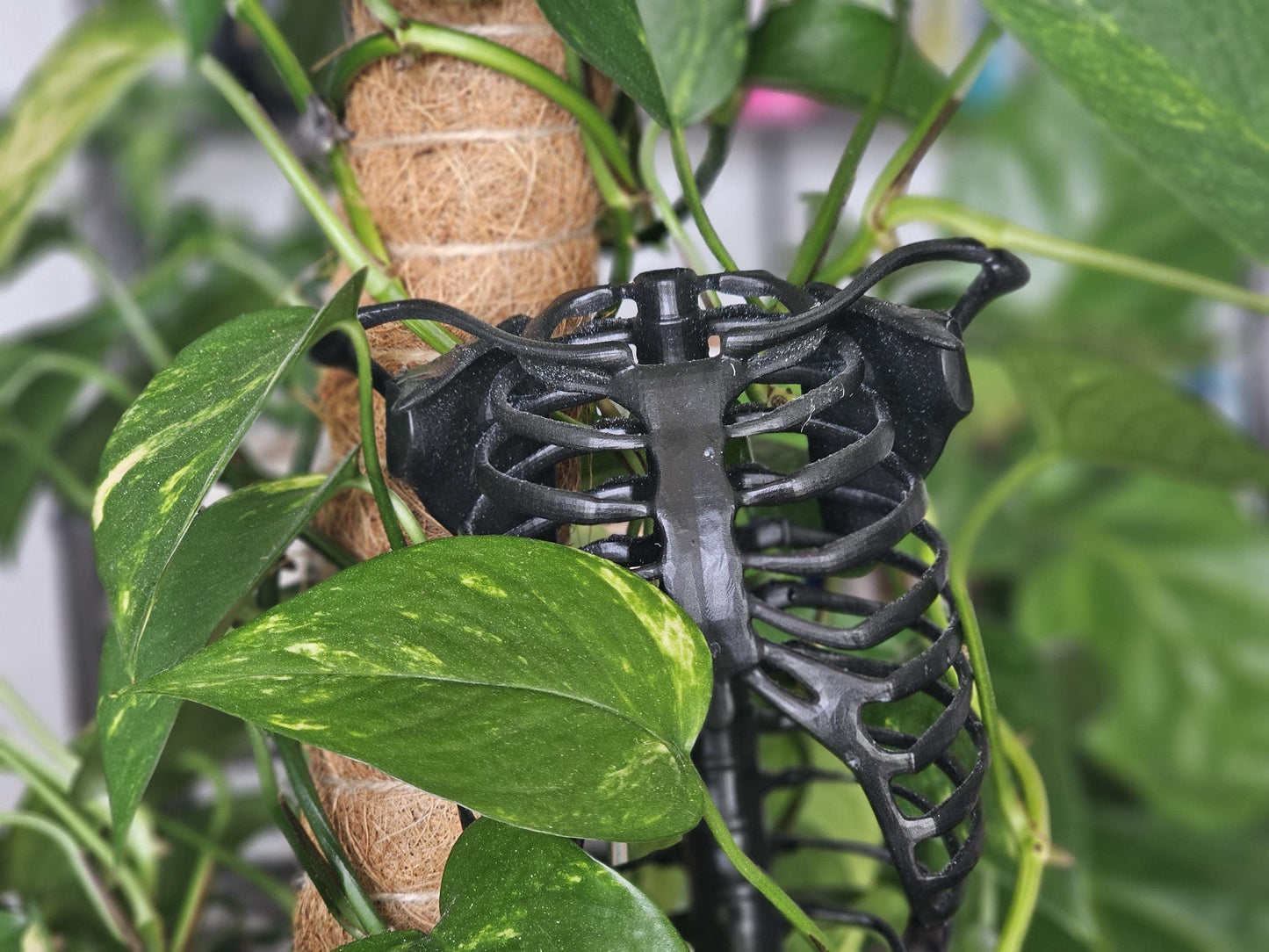 Skeleton Plant Trellis