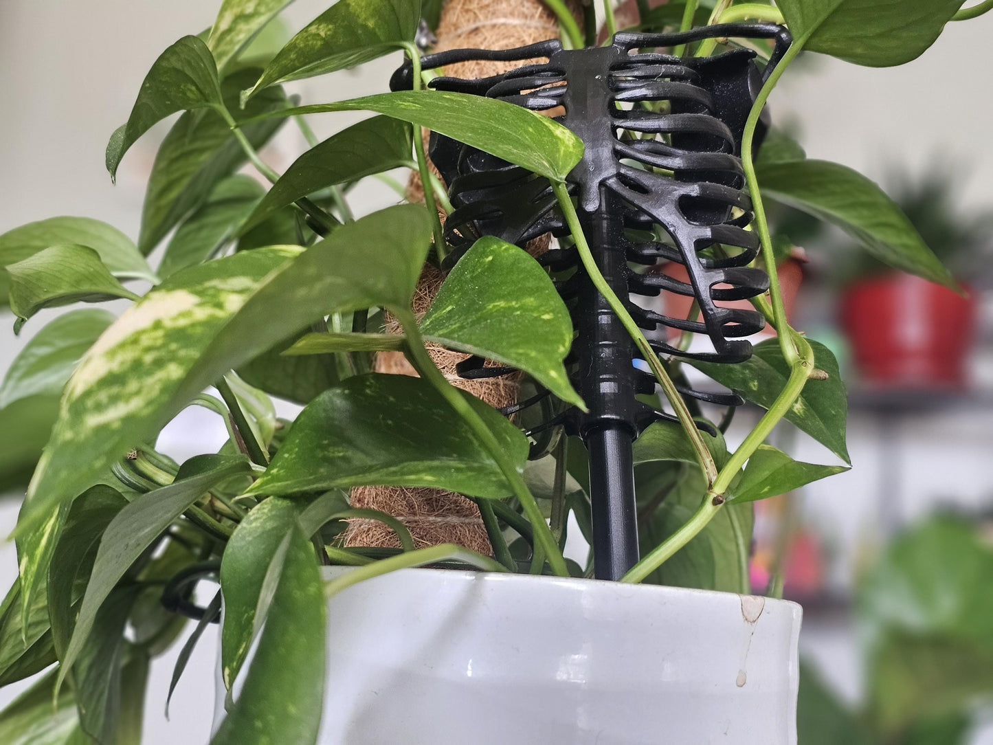 Skeleton Plant Trellis