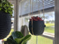 The Hive Hanging Indoor Planter