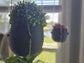 The Hive Hanging Indoor Planter