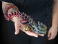 Spiked Demon Dragon
