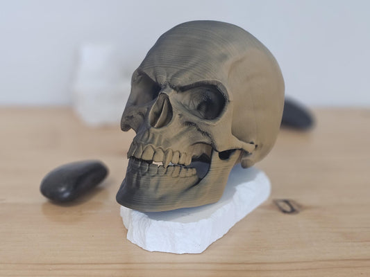 Articulating Vampire Human Skull